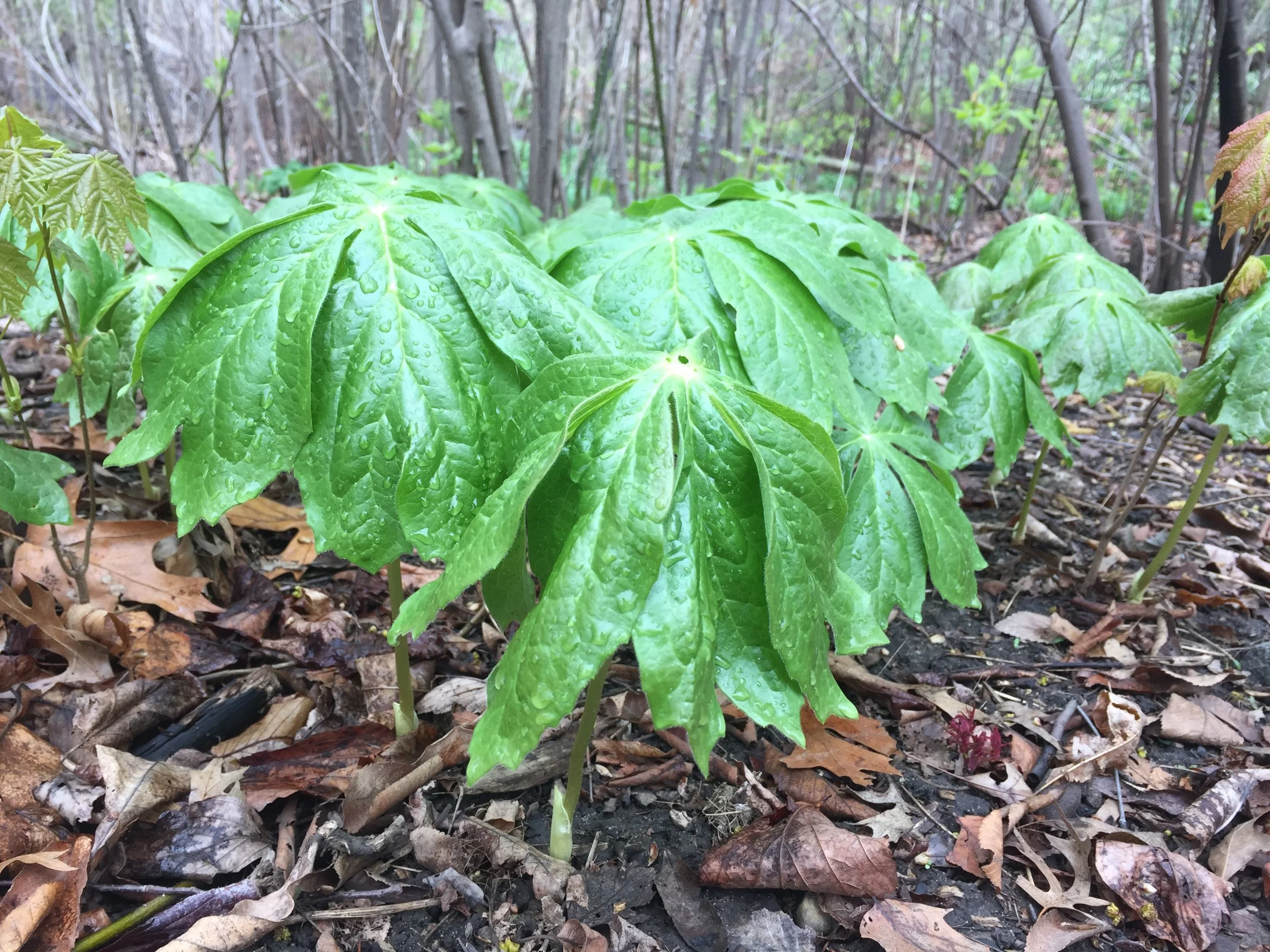 healing plant walk &amp; experience - every other friday 