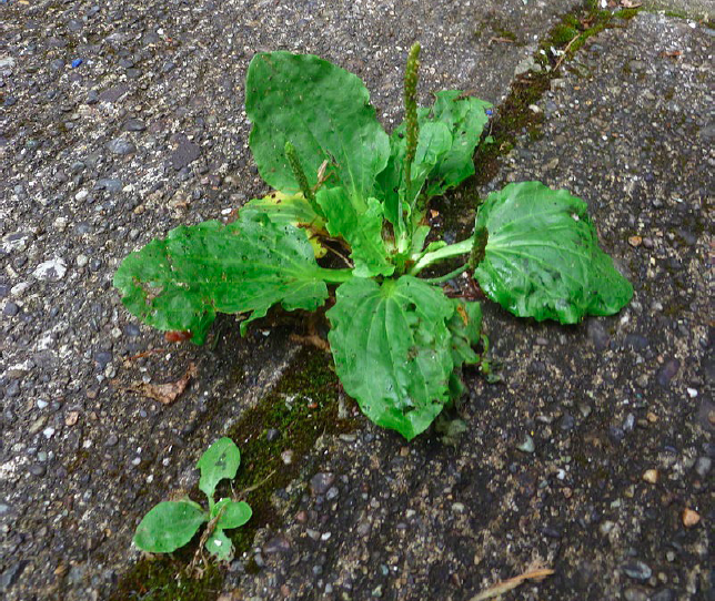 Plantago major Common plantain – “planta” is Latin for sole of the foot, and some liken this to the leaf shape, as well as being a plant that is commonly underfoot. The leaves can also be placed at the sole of the foot to draw away weariness. However, some etymologists suggest the root word is “planus” (as in flat, plane), “platus” (wide), or Celtic “plant” simply meaning, plant or kin. Image source: Wikimedia