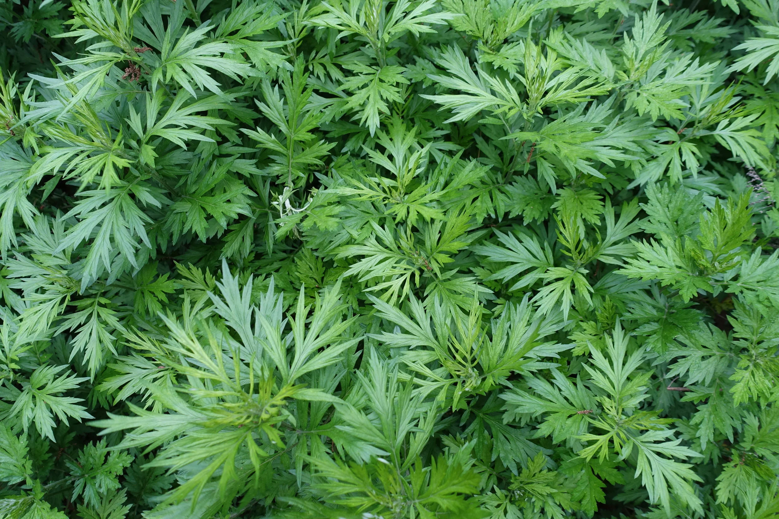 Mugwort_leaves-above.JPG