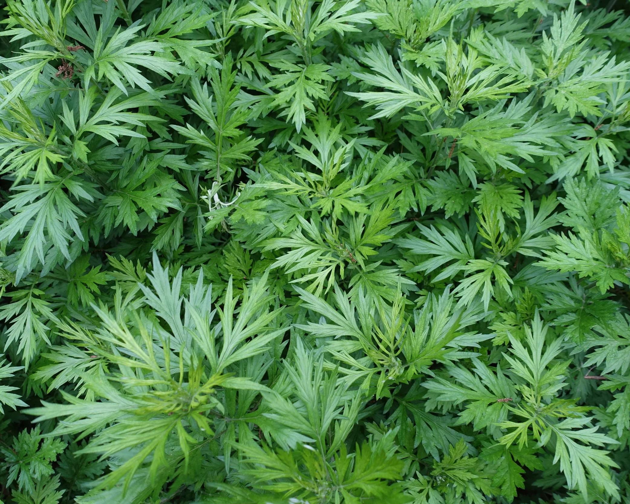 Mugwort_leaves-above.jpg
