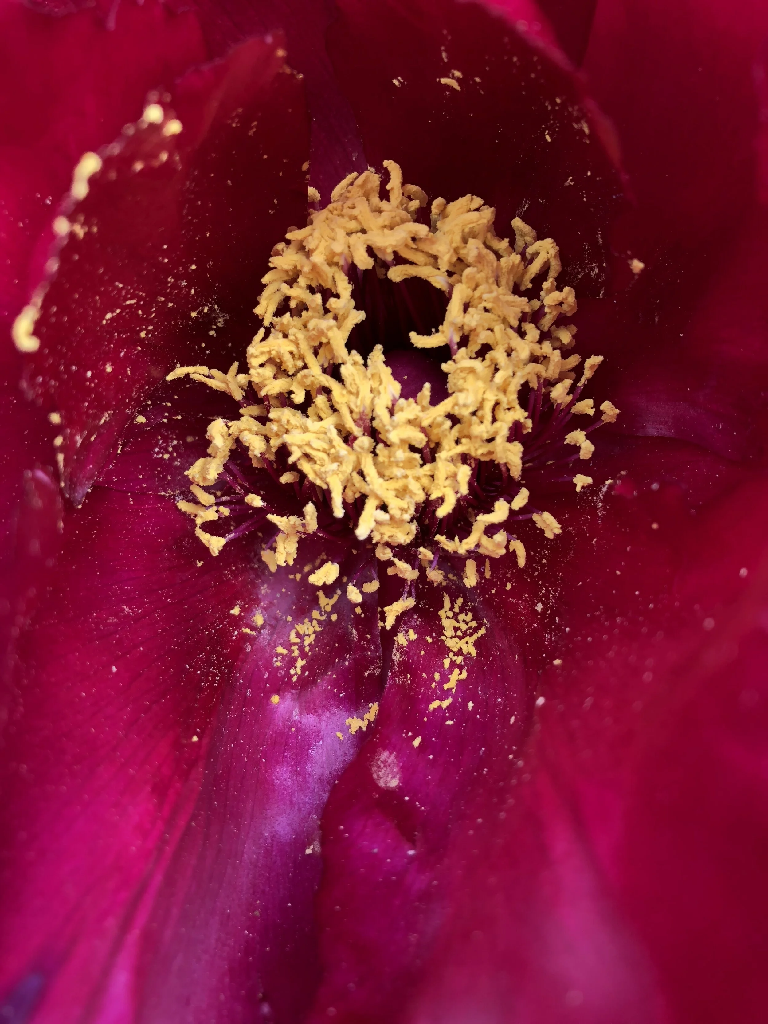 peony-fuschia-pollen.jpeg
