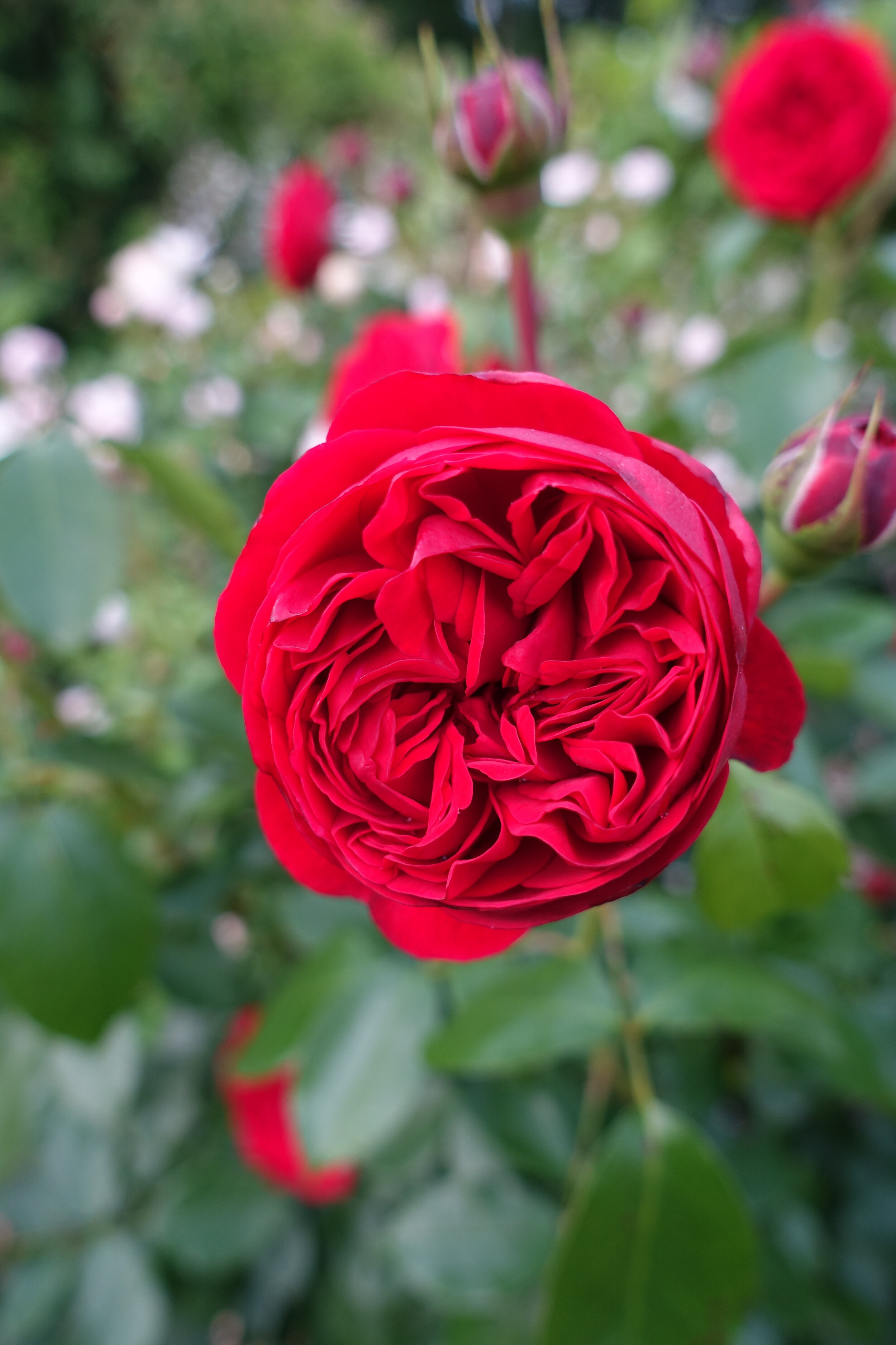 Wild Roses Look Great In An Old Fashioned Flower Garden Paired