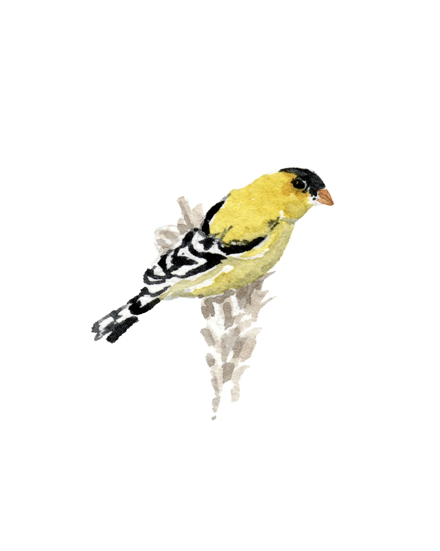 6a_goldfinch_8x10_oct2018.jpg