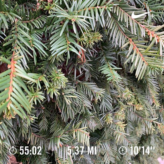 Easy run. .
.
Listened to #thisamericanlife ep. 323 The Super (rerun). Who&rsquo;d a thought your super could be a torturer in a previous life? It made me think of my first super in Brooklyn when I moved back to NYC. I don&rsquo;t remember his name, 