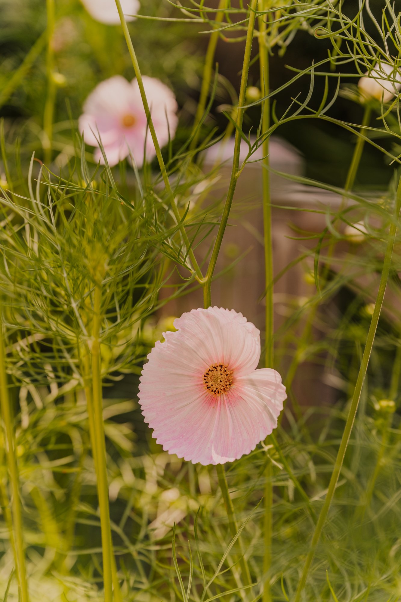 MindyBriarPhotography-57.jpg