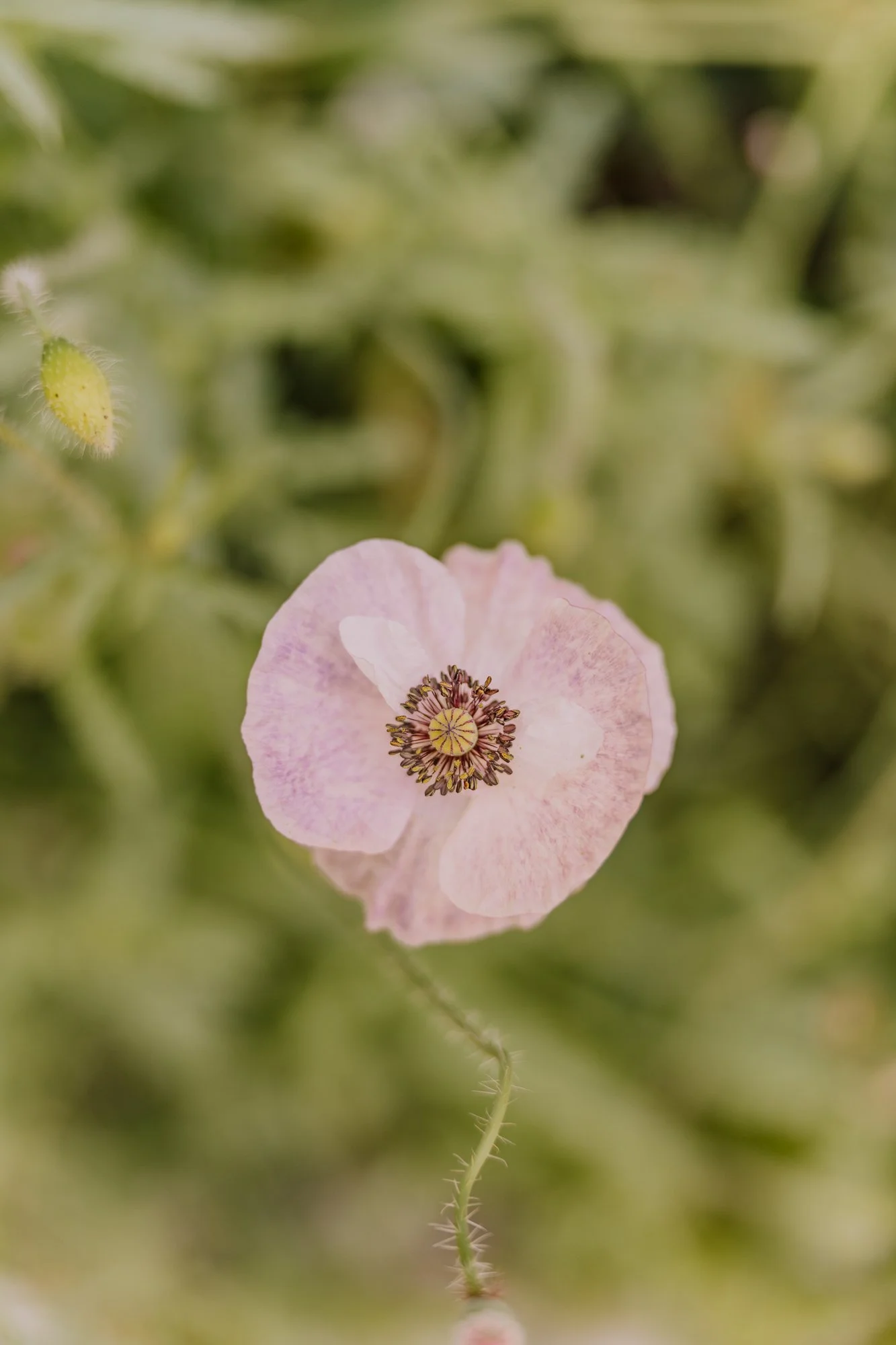 MindyBriarPhotography-78.jpg