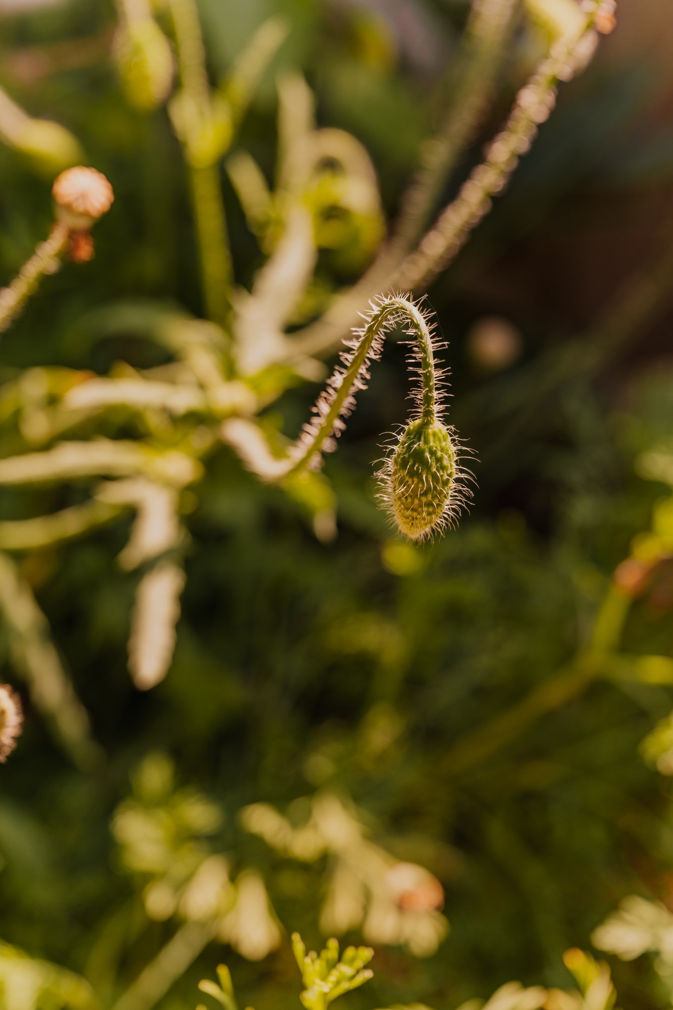 MindyBriarPhotography-82.jpg