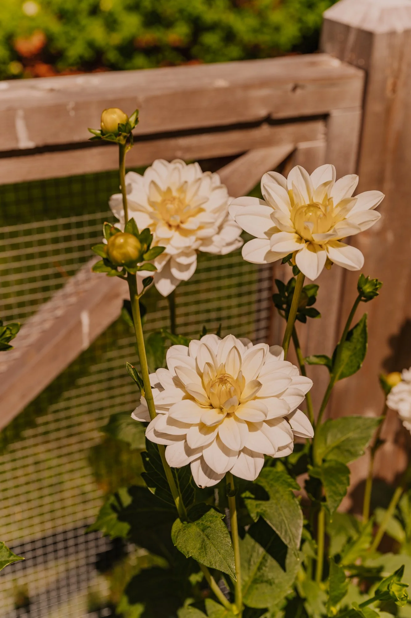 MindyBriarPhotography-84.jpg