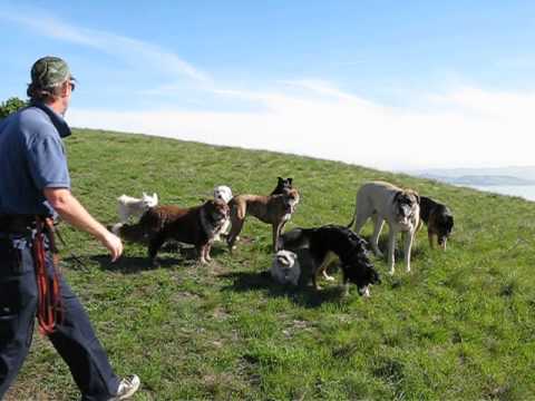 Marin Dog Walking with Sir Walks-Alot