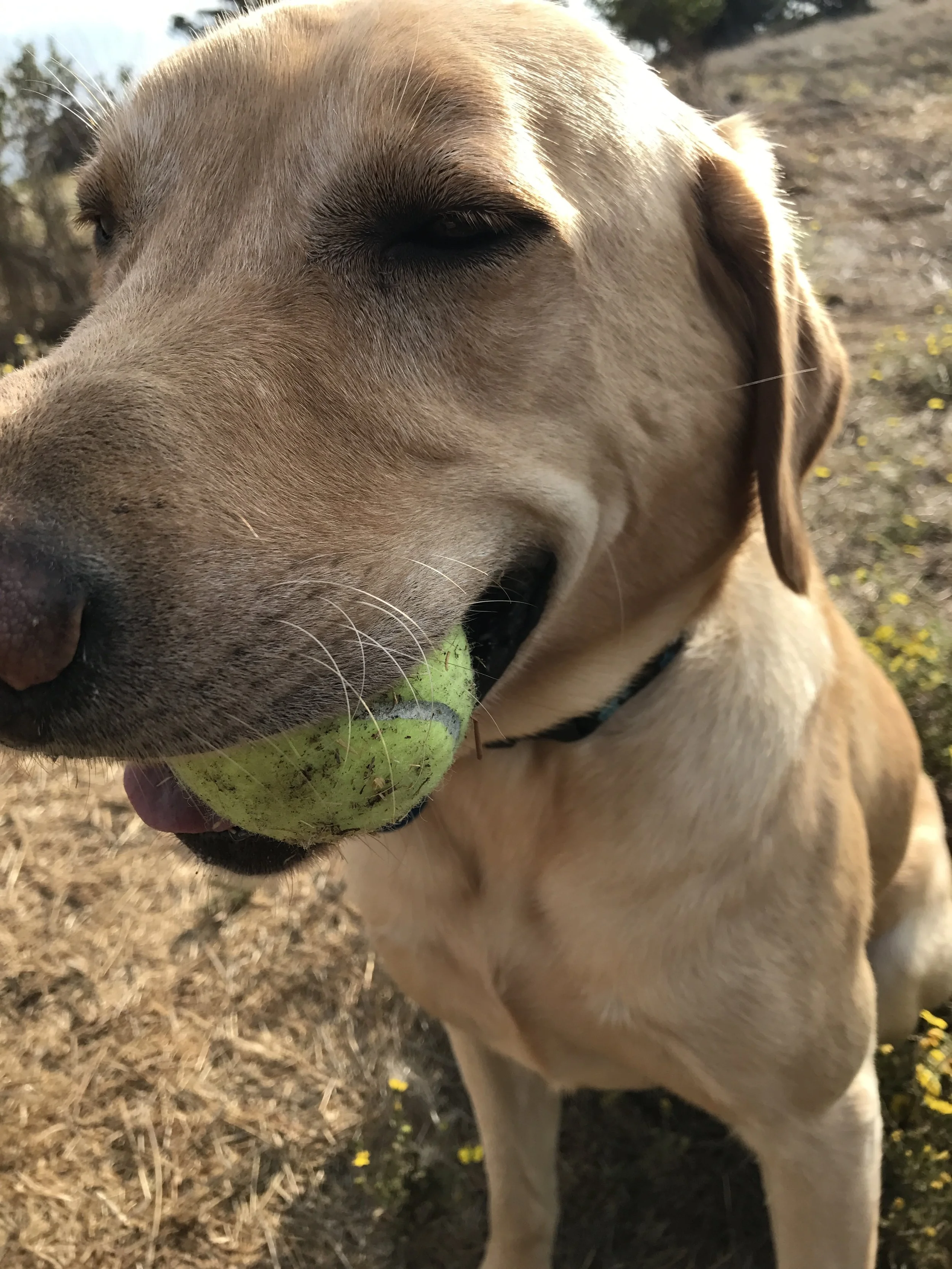 happy pack dog training