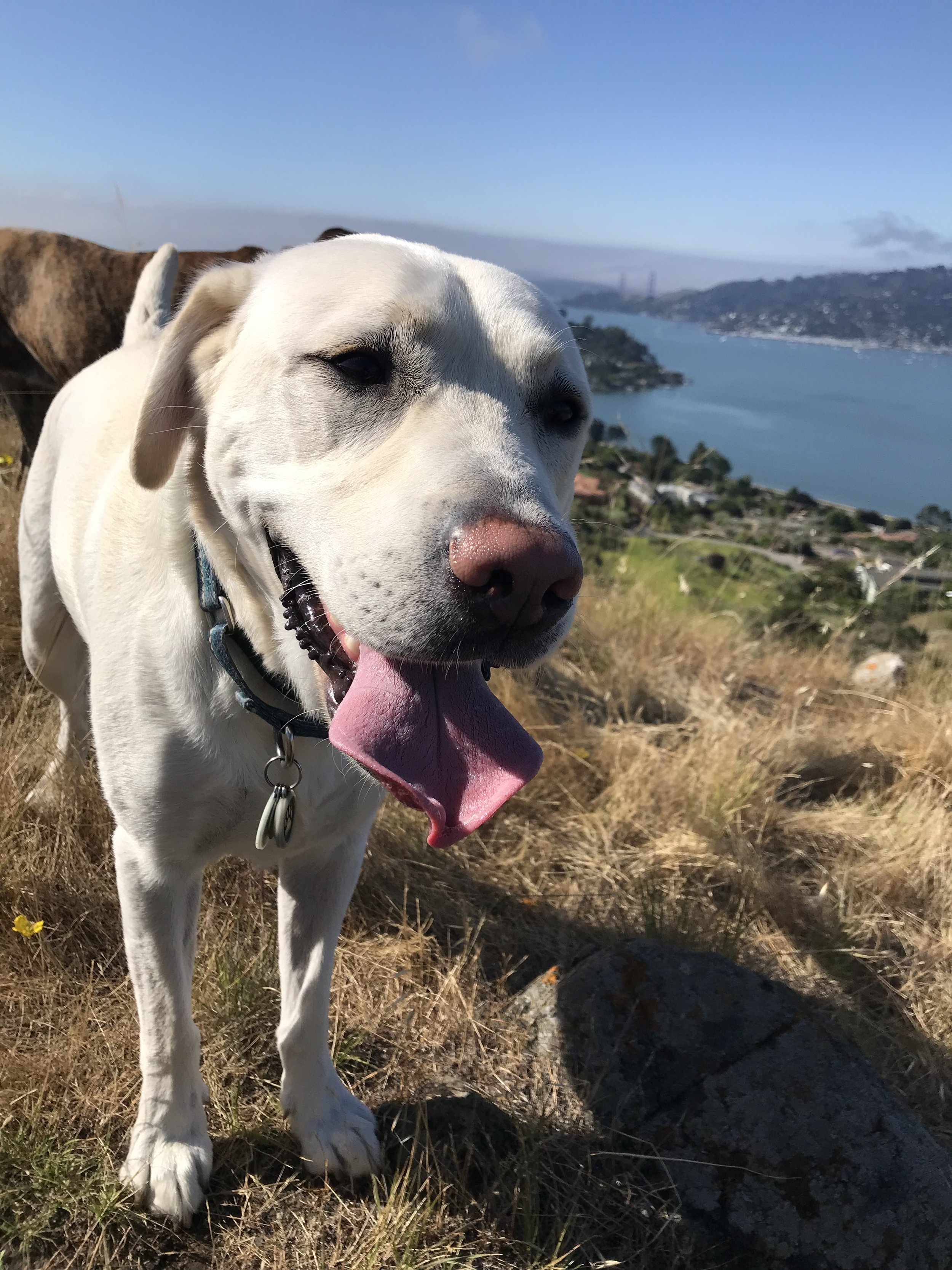 Cole is on his morning walk in Tiburon’s Open Space