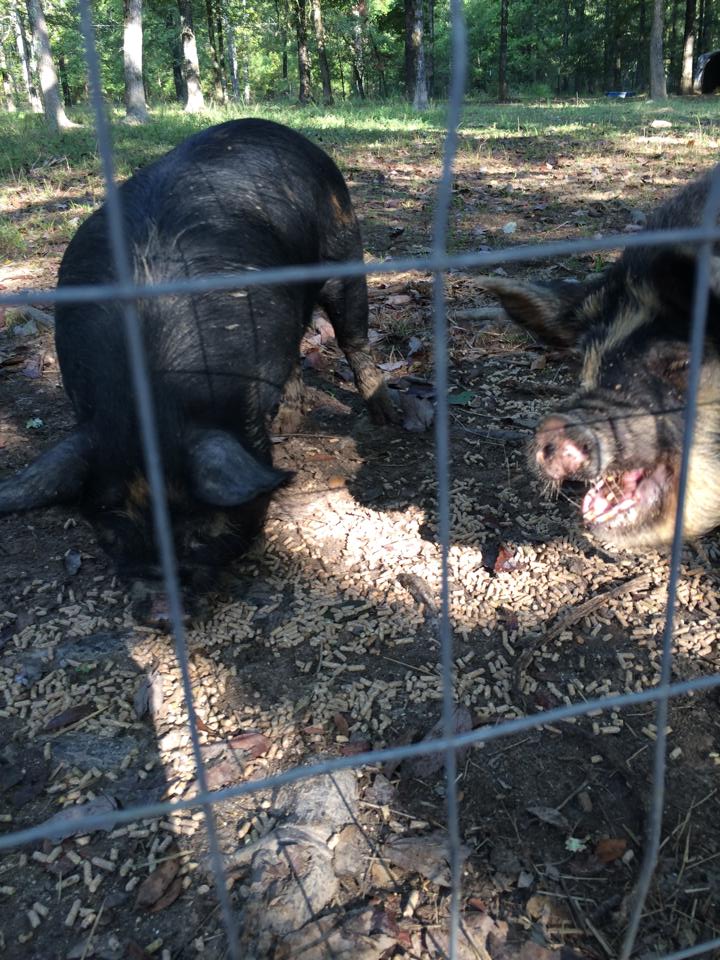 Kune Kunes now gone to be proccessed