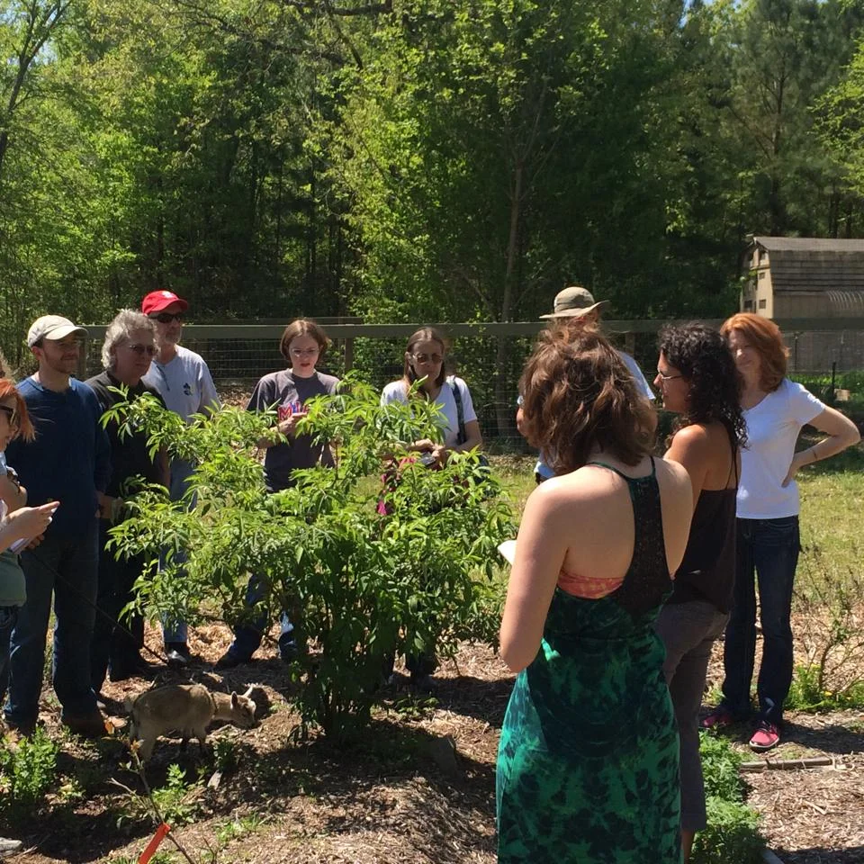 Plant Walks with Lindsay Wilson.