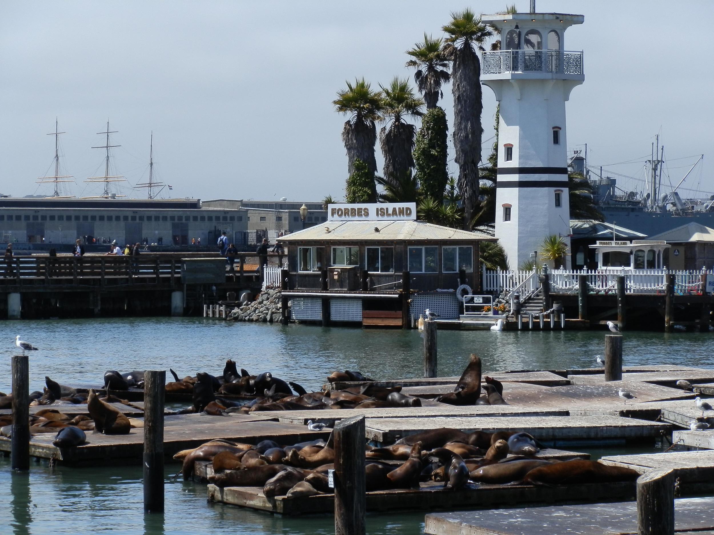 SEALS AT FISHERMAN'S WHARF