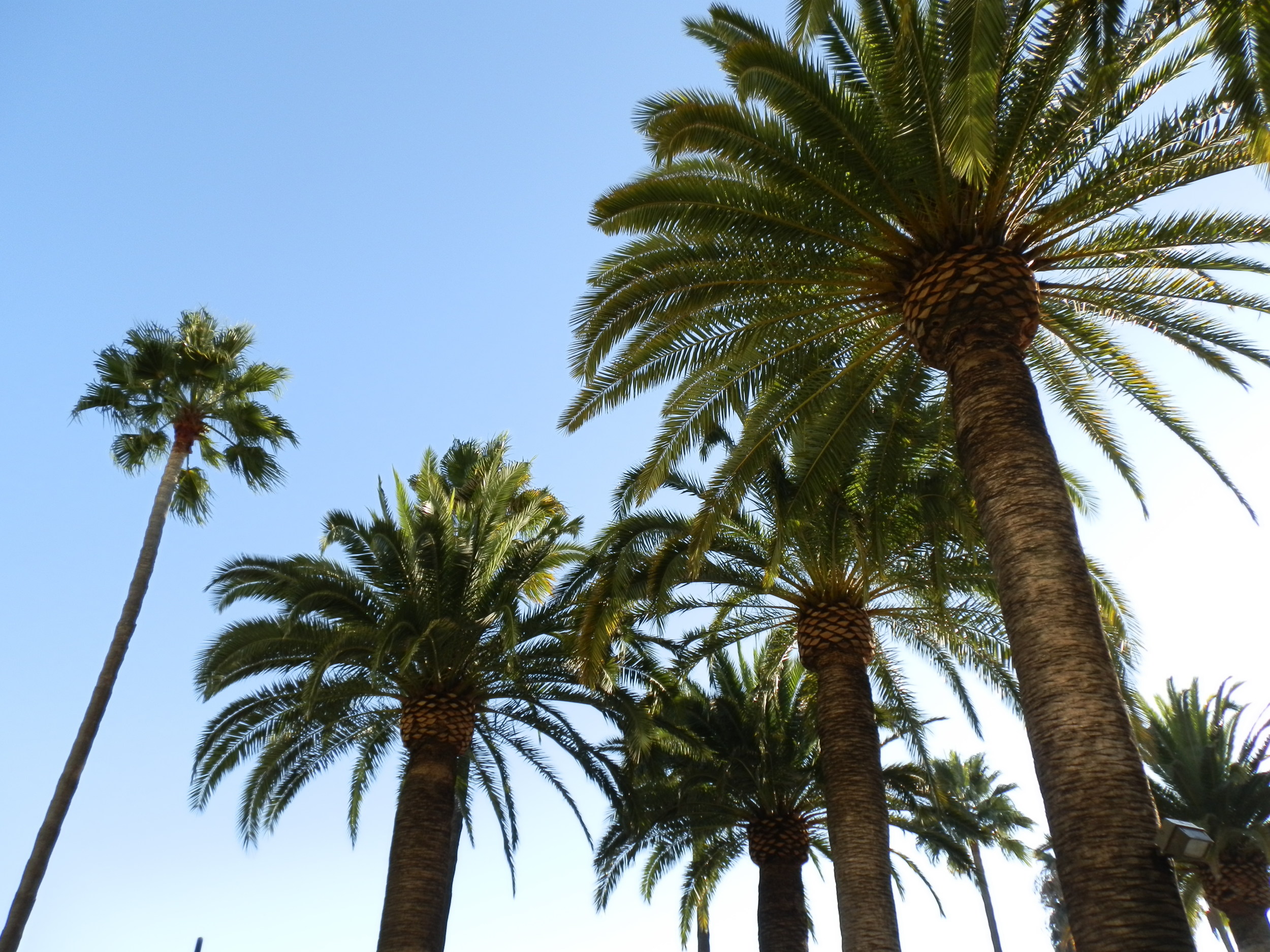 PALMS ALONG SANTA MONICA BEACH
