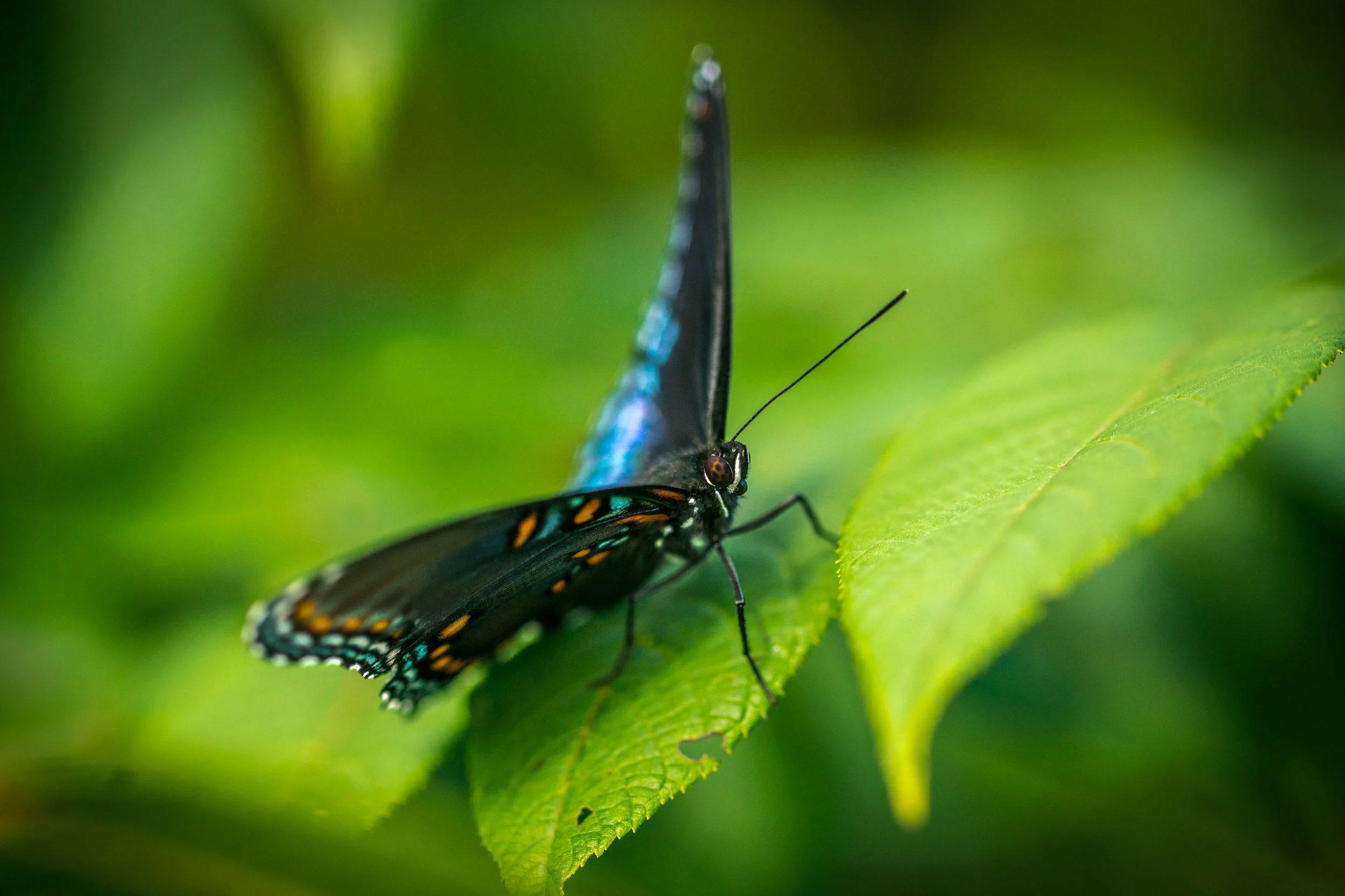 CHIRI_180825_122_Web.jpg