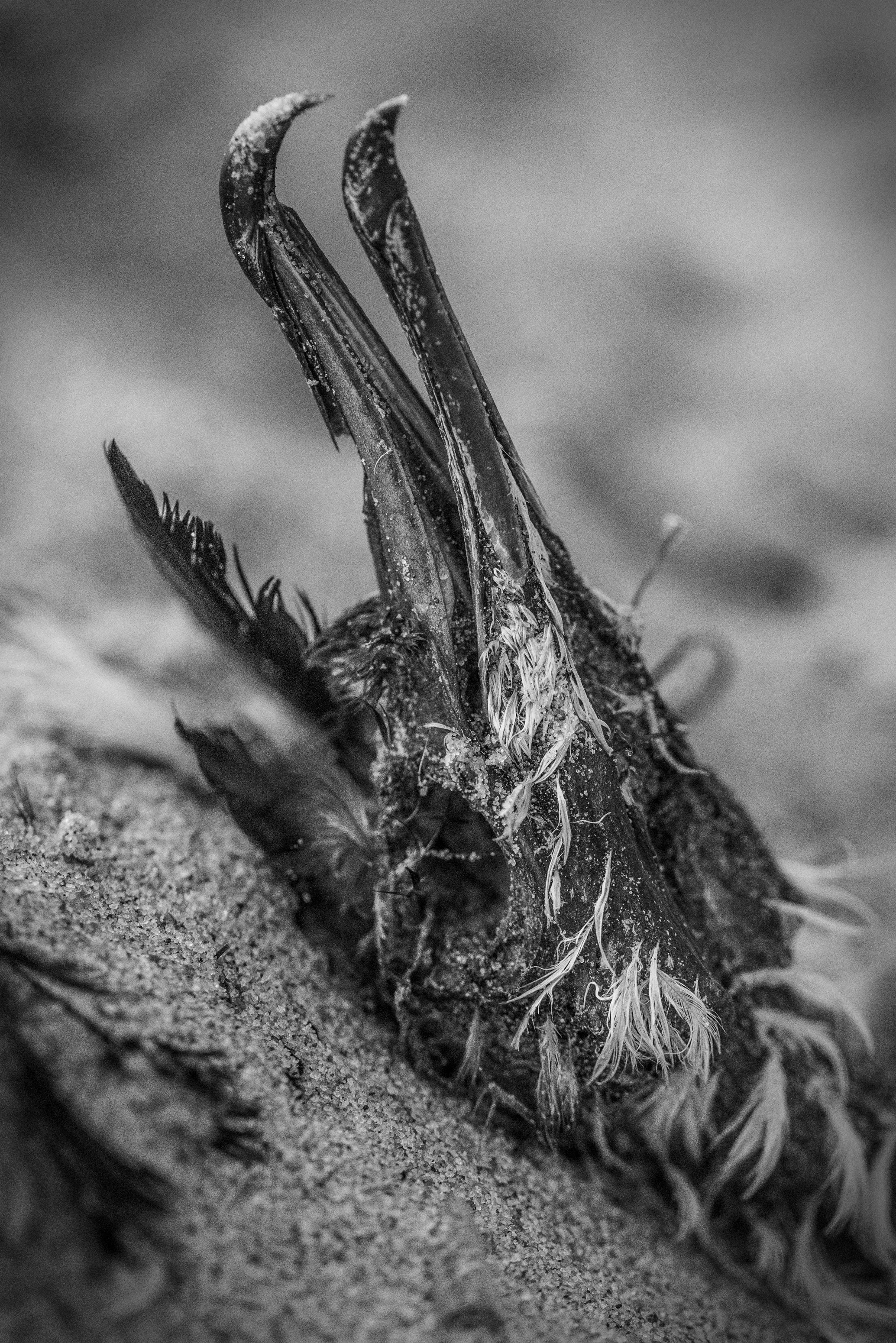CHIRI_171006_091_BW_Web.jpg