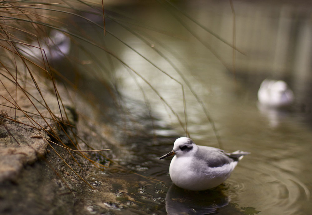 Photography_Birds.jpg