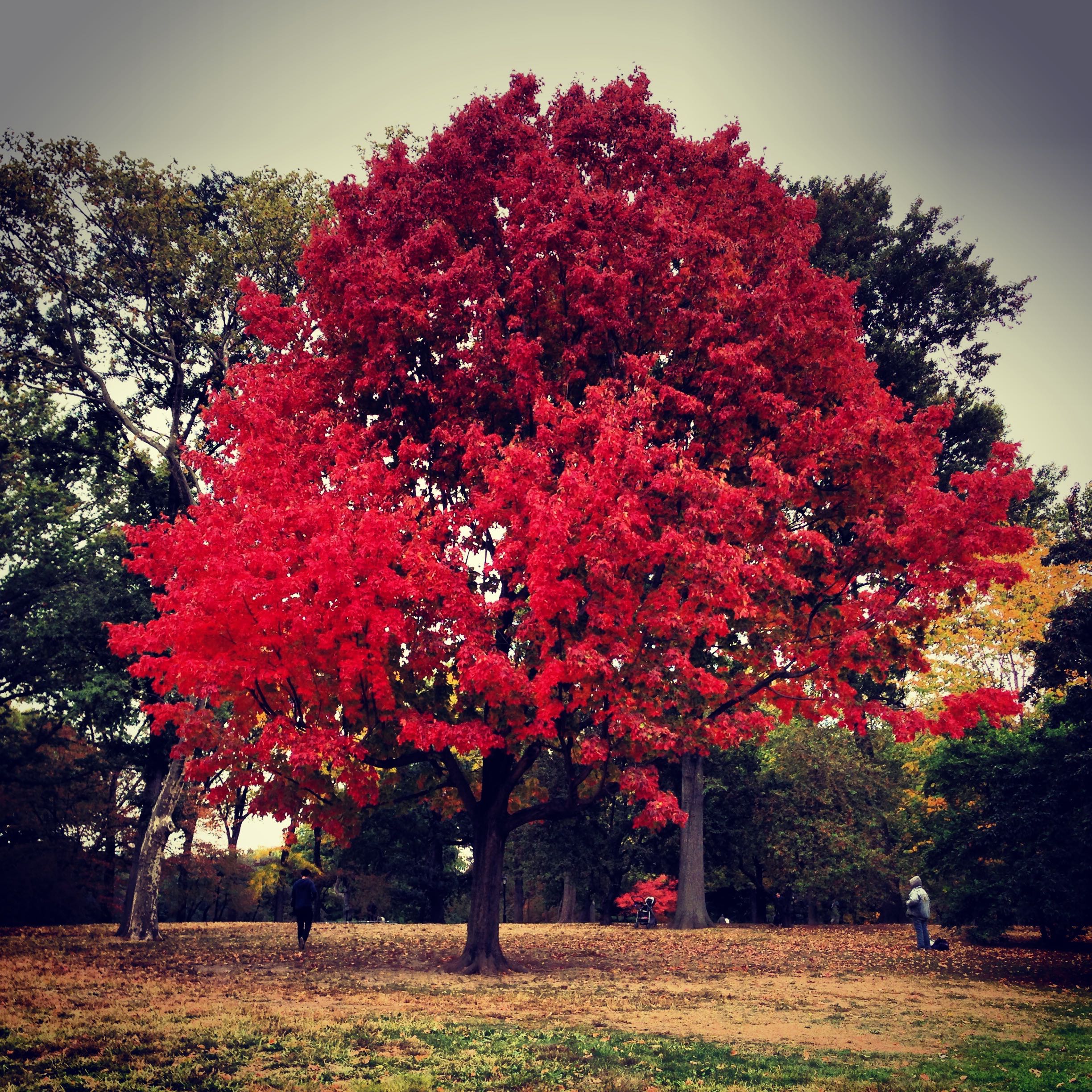 Red Tree Central park.jpg