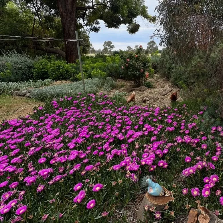 It&rsquo;s the simple things that bring most joy

#homegrown #simplethings #australiangardens #dubbo #nunyara