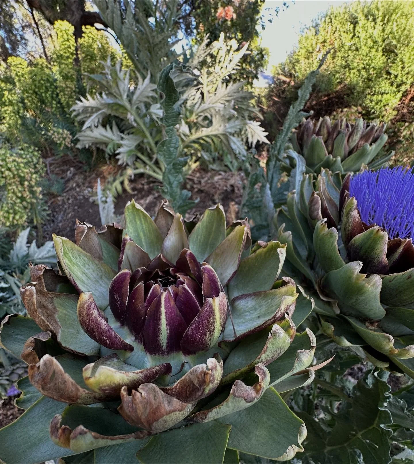 Looking at the transformation of artichokes bud to bloom never ceases to delight. Nature is incredible and how lucky are we as humans that we are nature too