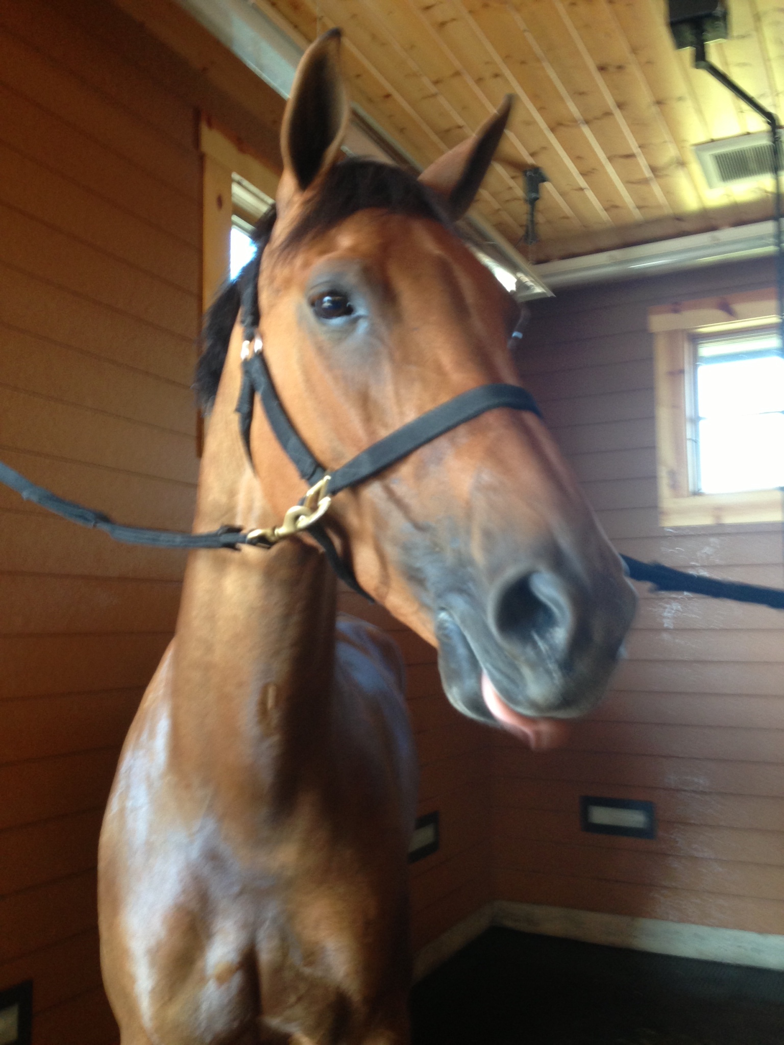 Regumate or How I learned to love the Mare 
