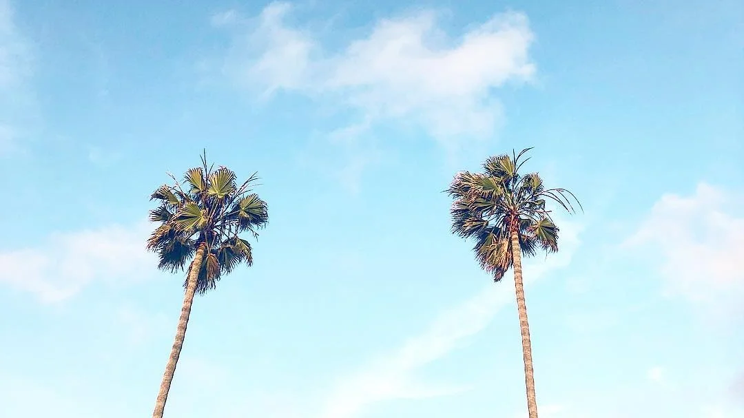 palms.jpg