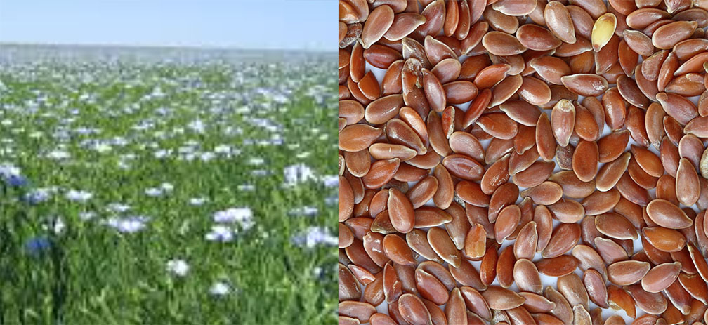 the flax plant and seeds photos from Irish Linen.com
