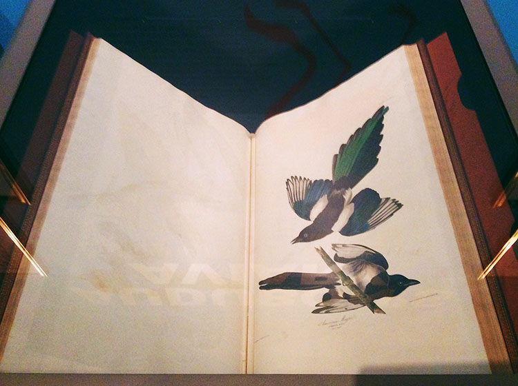 The book was open to the Black-Billed magpie the day of my visit