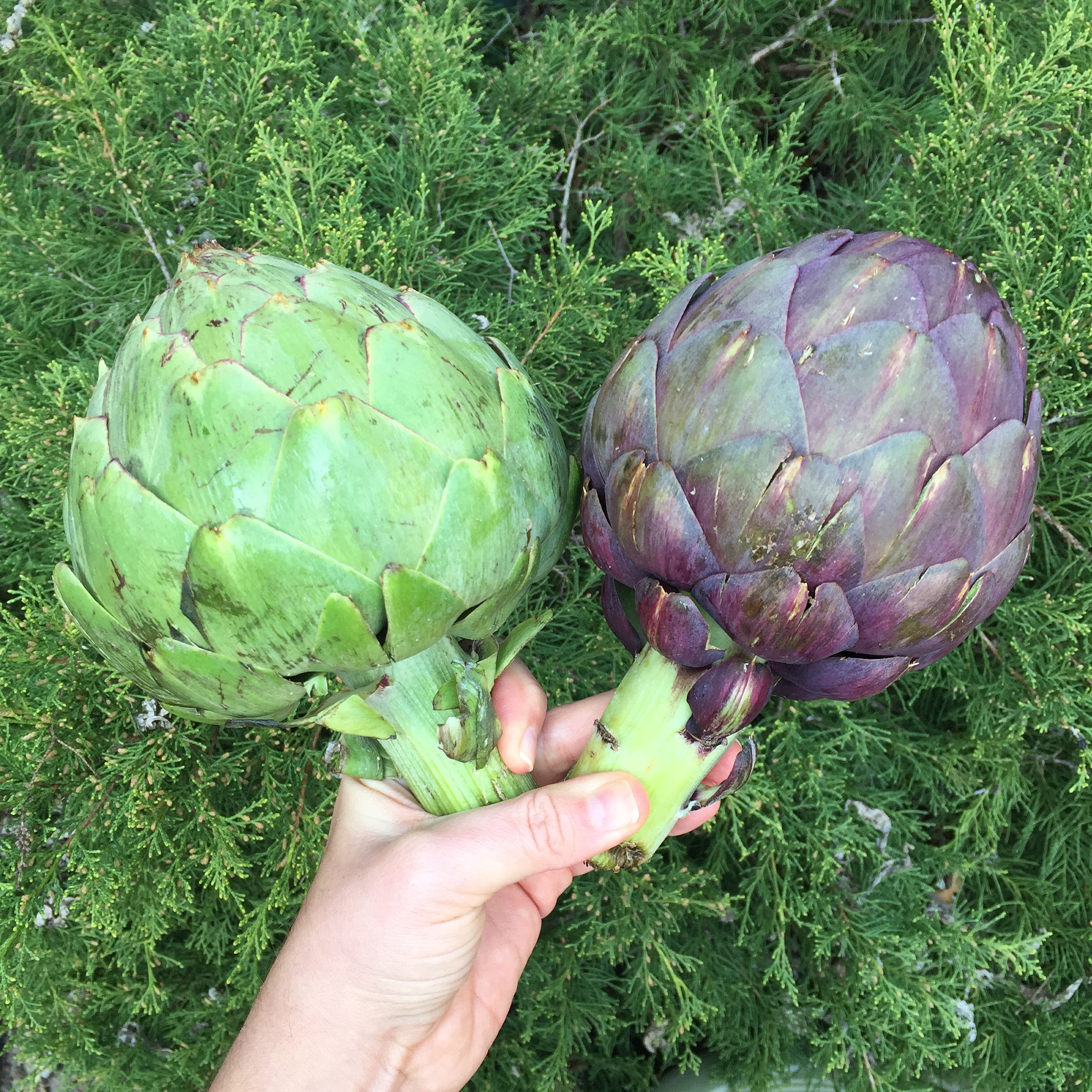 Green and purple artichokes -- green ones are the most common,&nbsp;purple was a brand new find!
