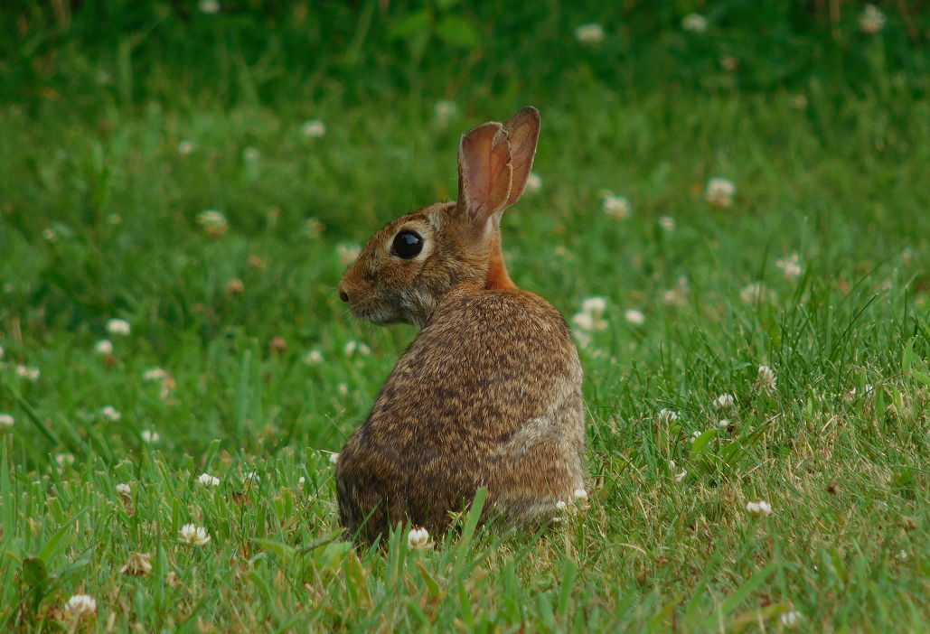 Because my camera has an awesome zoom, and I love bunnies, here is a glamour shot of this little guy! 