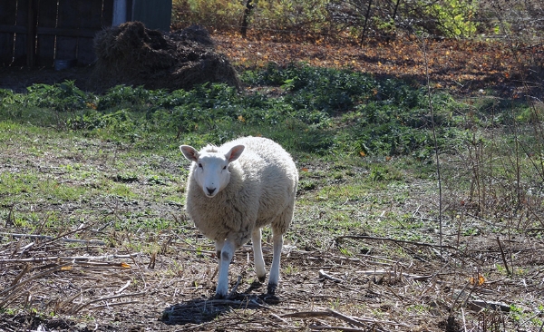 SHEEP.jpg