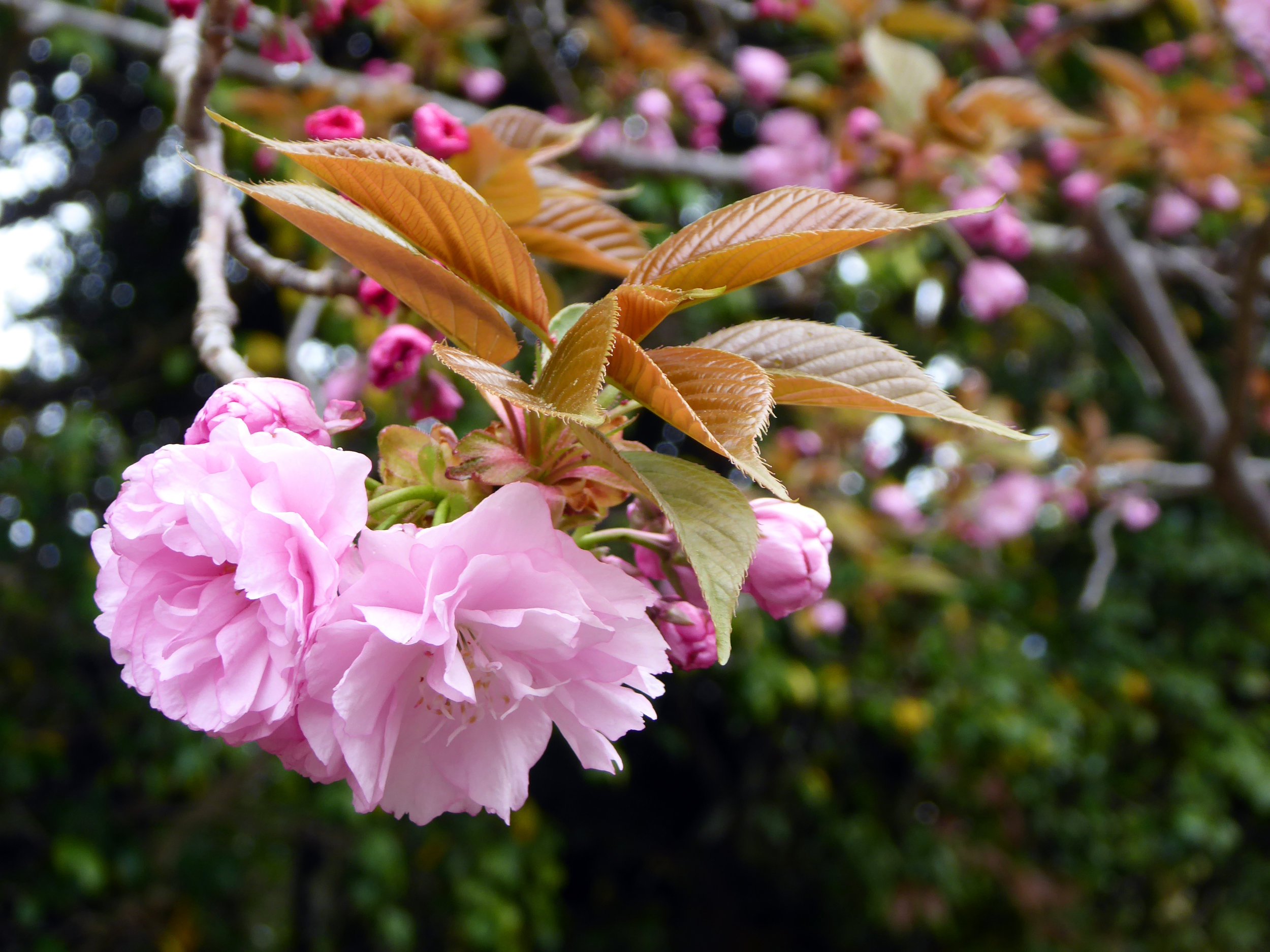 Look at those blooms!