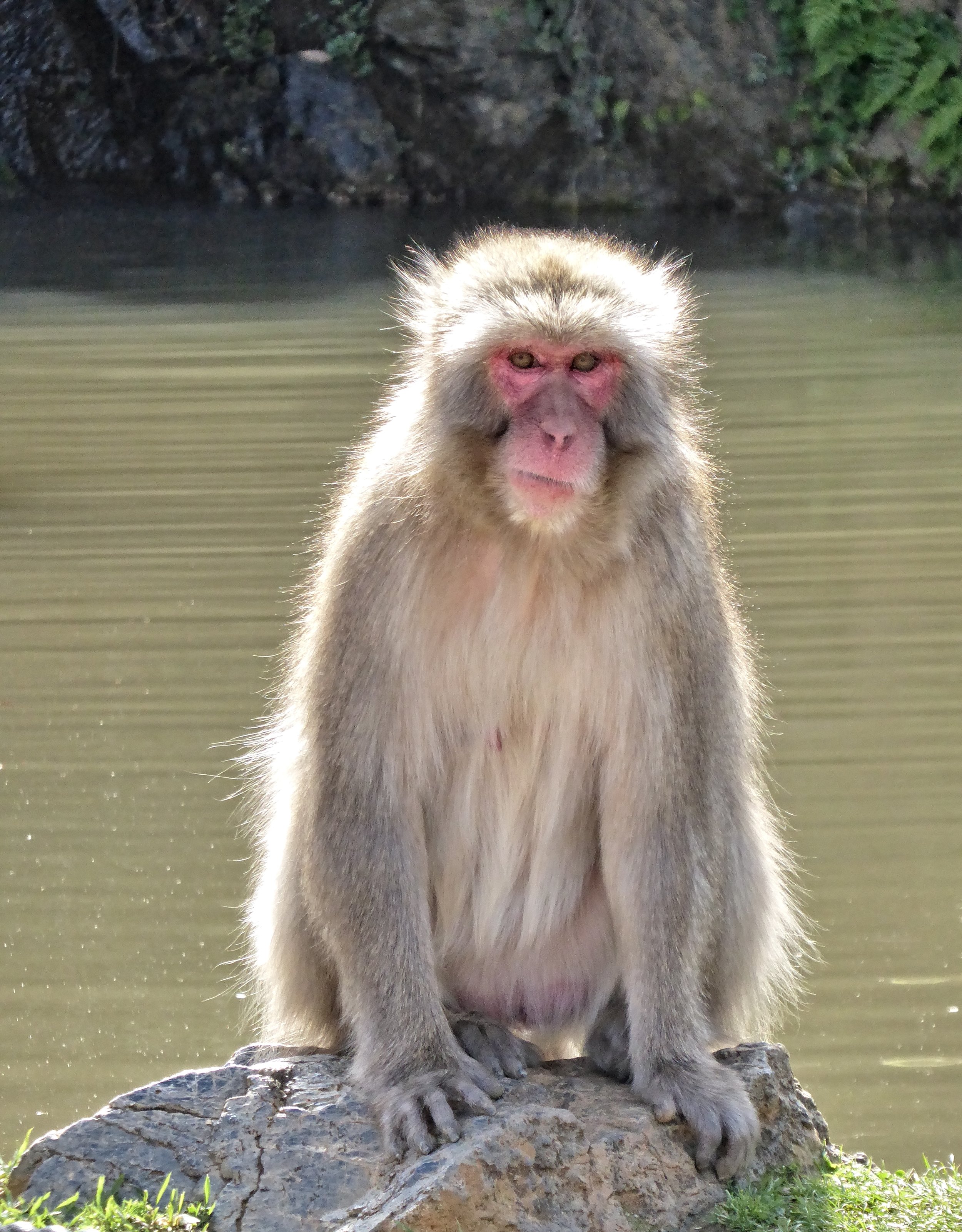 These snow monkeys were so adorable and we had an awesome afternoon hanging out with them. 