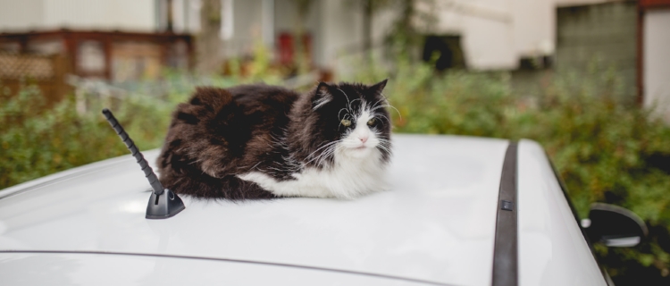 bonus: an angry cat preventing someone from going to work. the car belongs to the cat now.