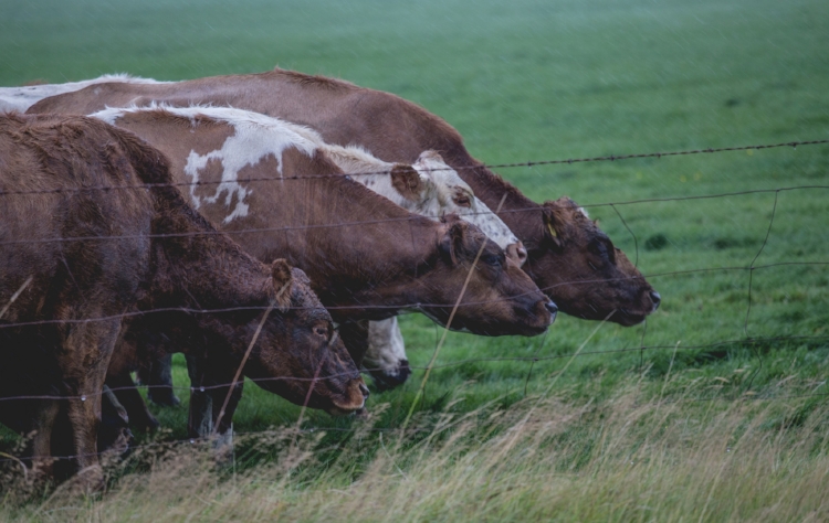 brave cows huddling for warmth during a particularly violent outburst of inclement weather. ::sniff:: such bravery in the face of adversity.