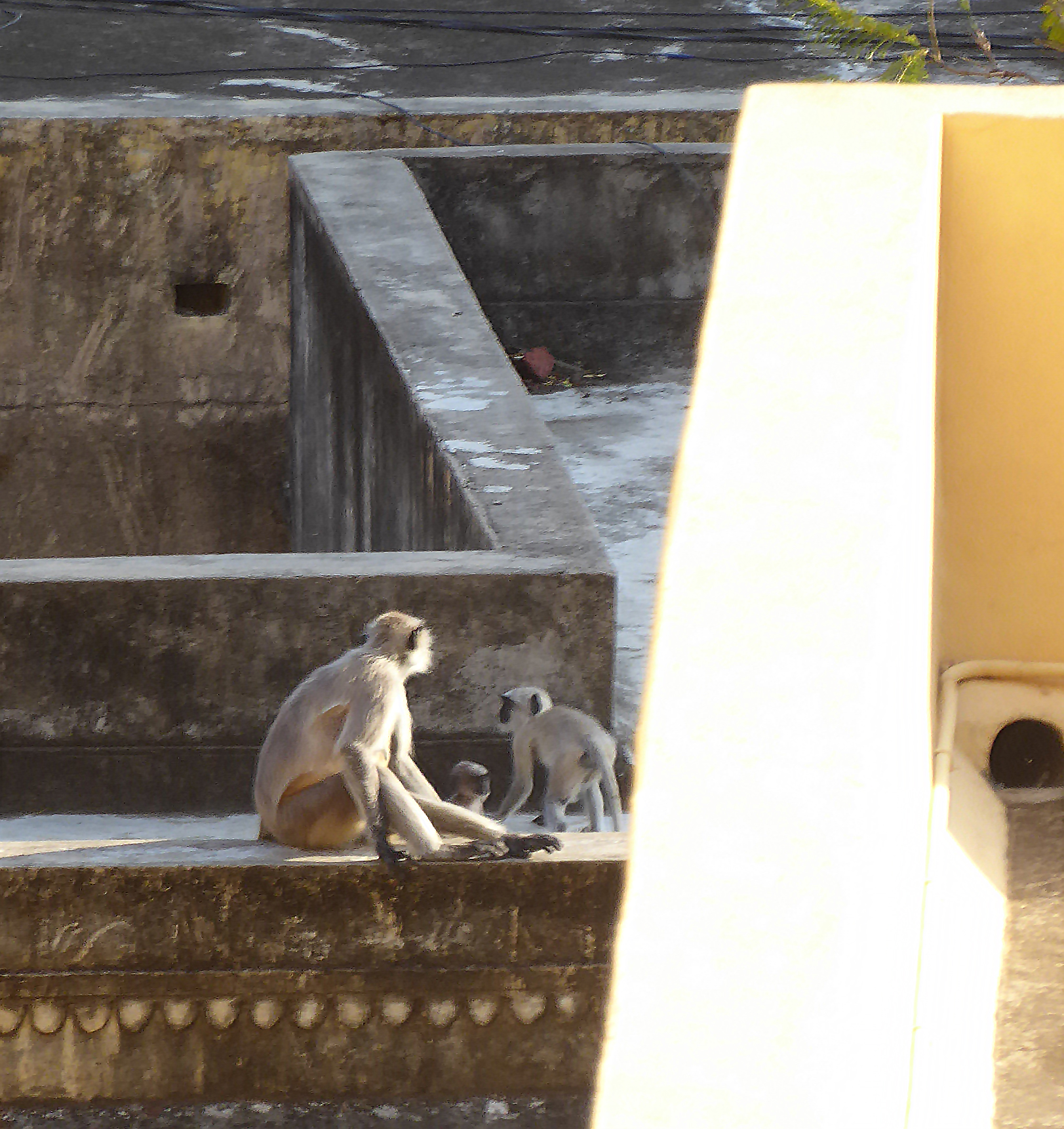 Some uninvited guests!