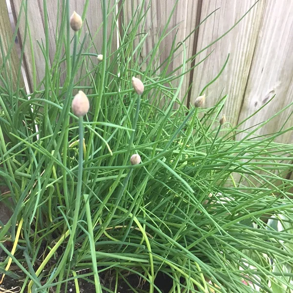 TG garden Chive Flowers2386.jpg