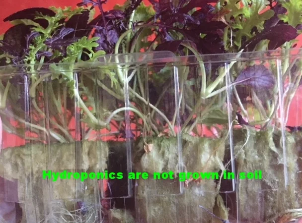 No Farm Fresh Veggies Try Hydroponic Varieties
