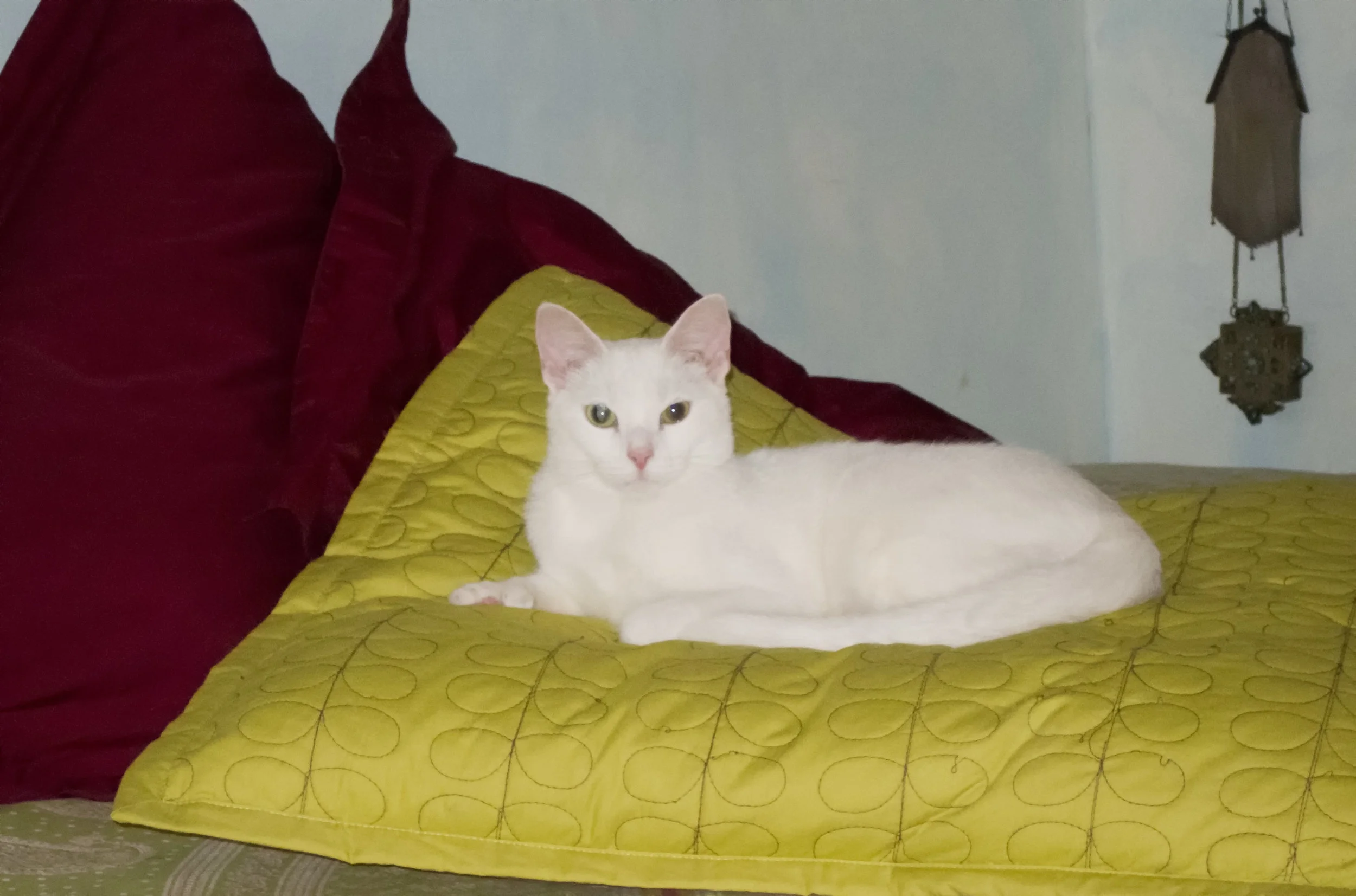 I forgot to mention Sugar is a polydactyl girl. You can see her thumb if you look closely.