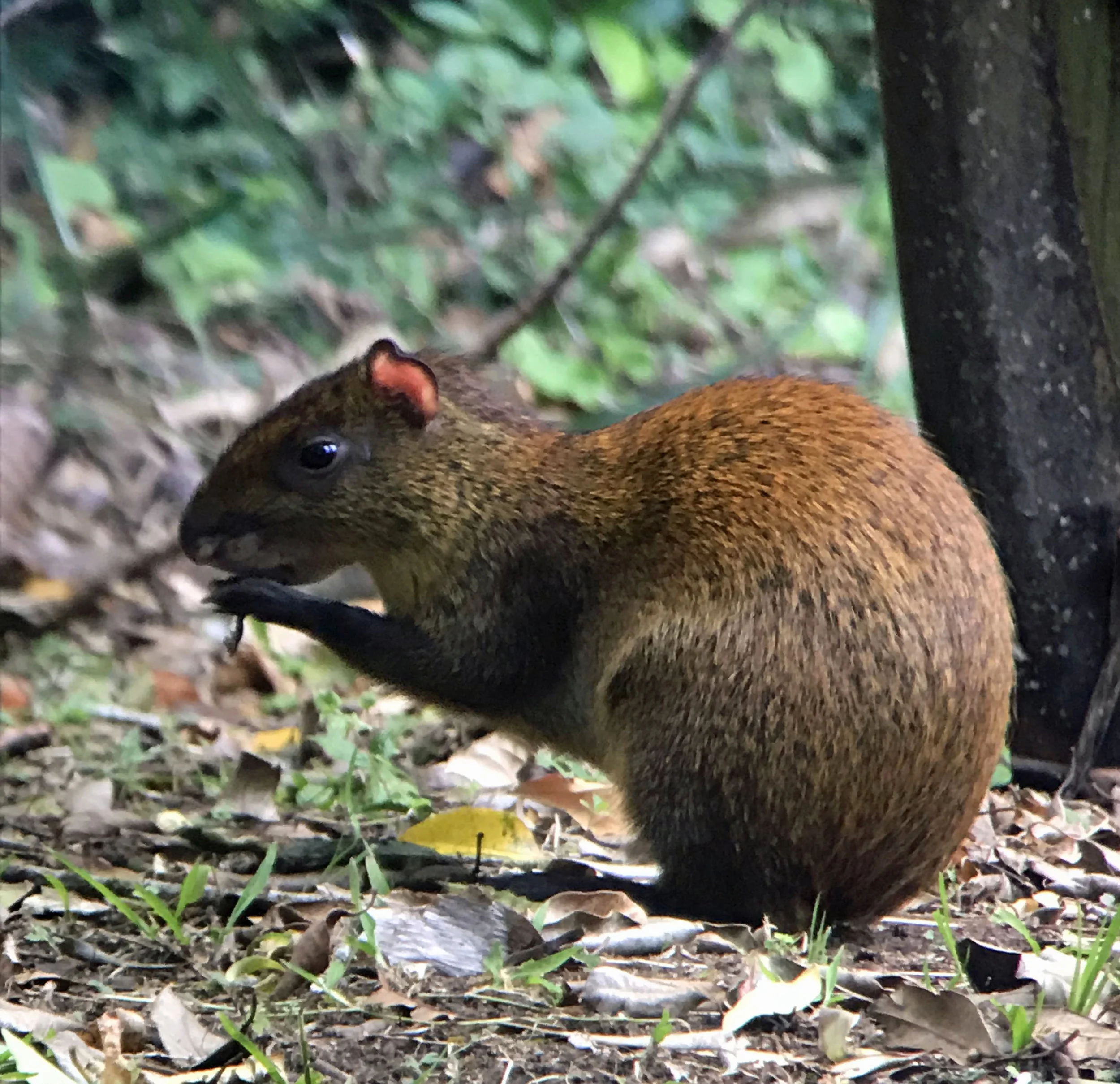 This little agouti was a very avid snacker. We also saw kinkajous, coatis, and peccaries (a rare sight!). It was incredibly helpful to have a knowledgeable guide on our nature walks, to tell us about the animals and help spot them. 