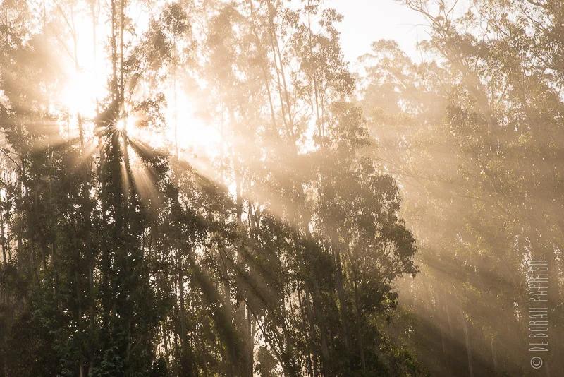 Morning Light Through Trees: Sunlight filtering through trees representing clarity and grounded transition. Sunlight filtering through forest trees symbolizing reflection, renewal, and sustainable personal growth.