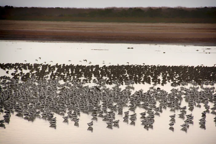 Birds Moving Across Still Water:  Birds flying across calm marsh water at sunset representing direction and collective movement. Birds in motion over still water symbolizing leadership transitions and steady forward movement.