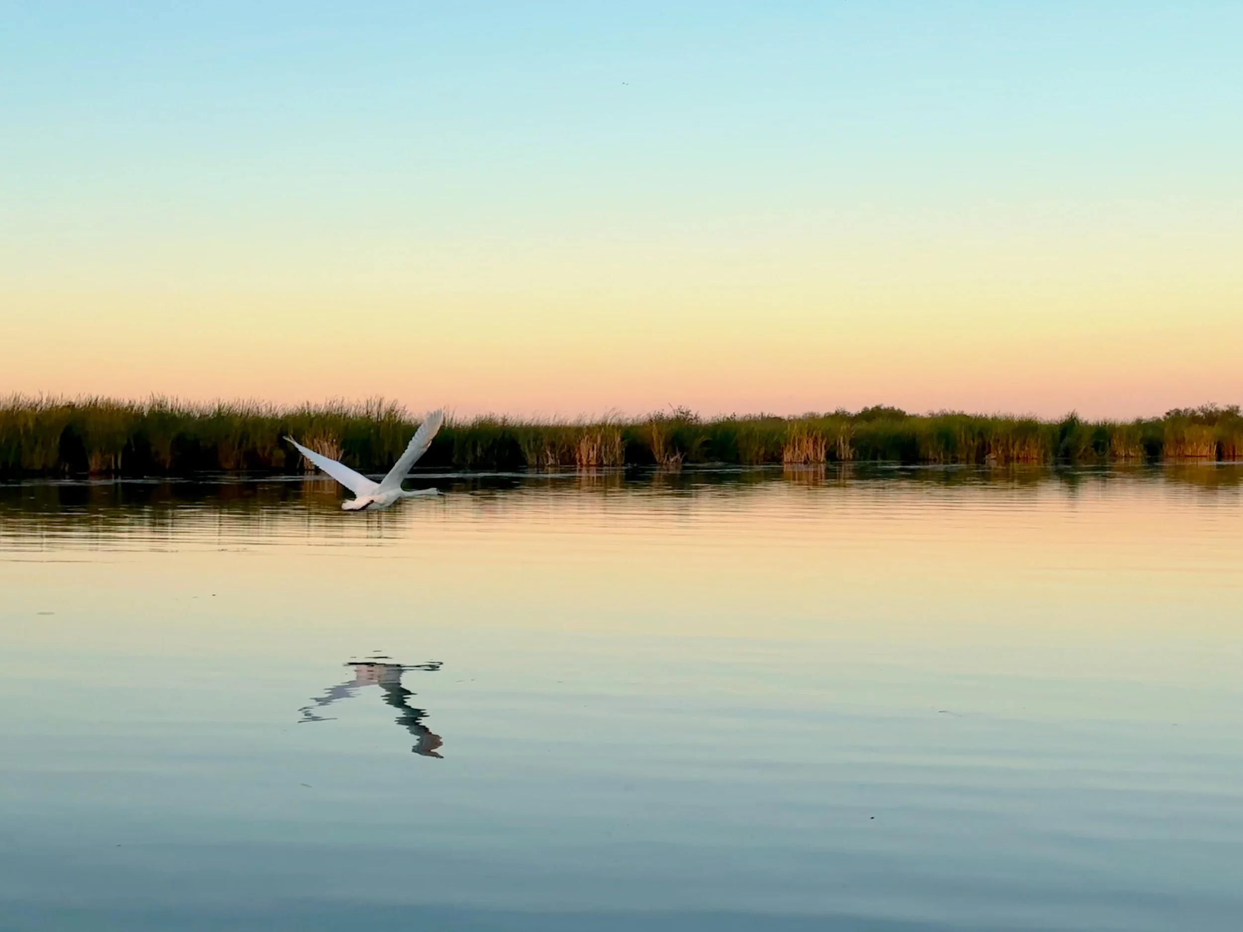 White Swan Taking Flight at Sunrise:  White swan lifting off from calm water at sunrise, symbolizing transition and emergence