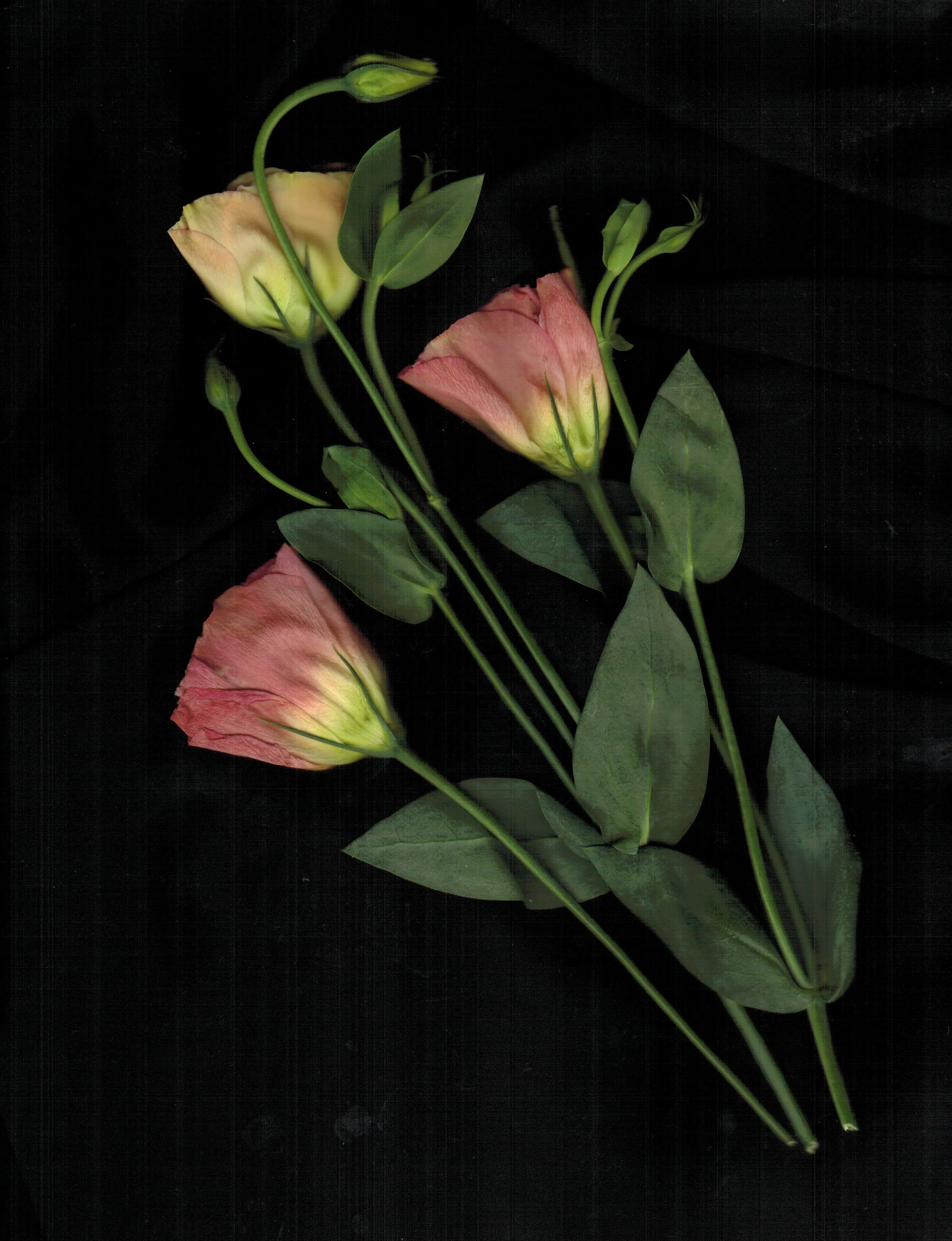 bouquetcut.jpg