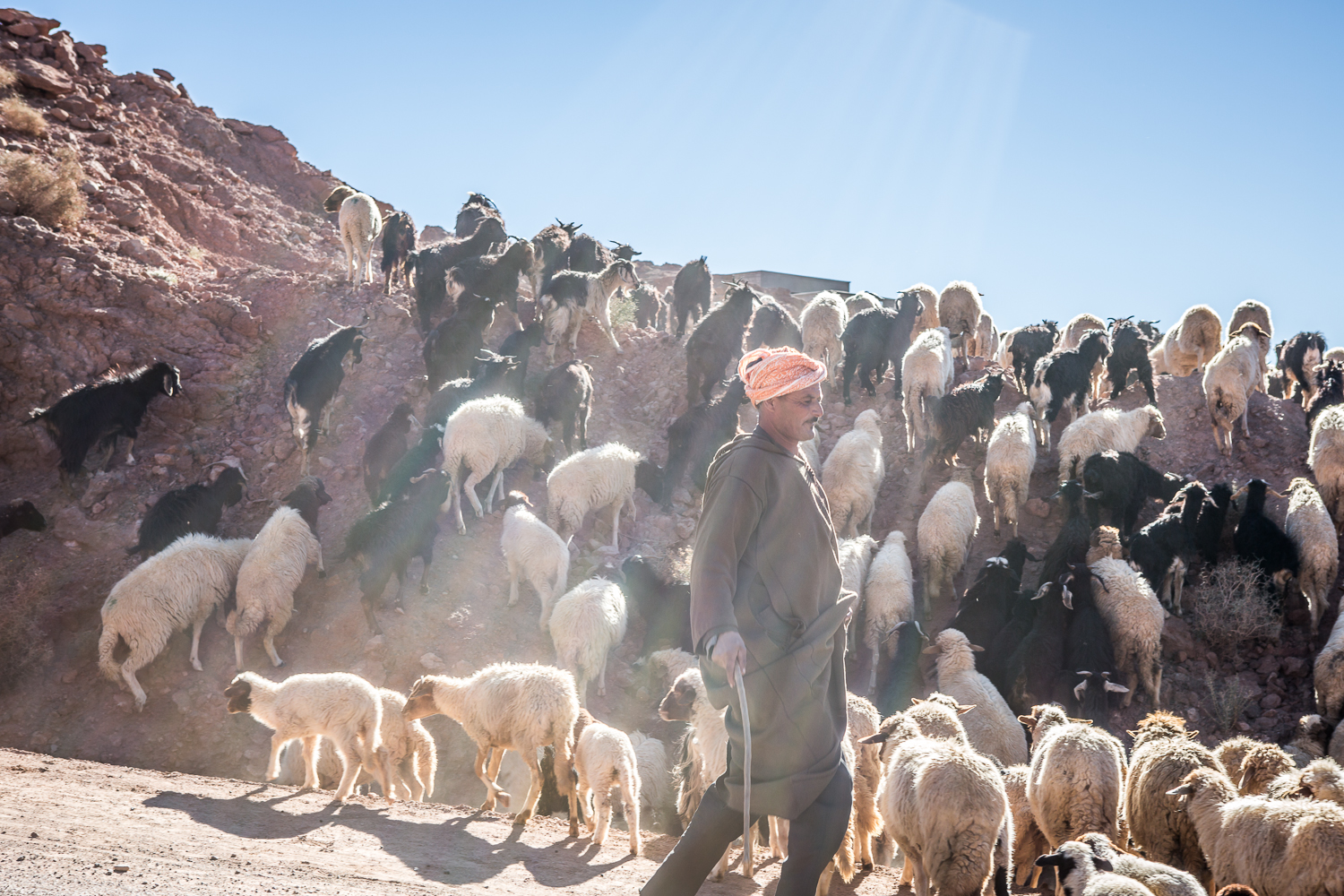 A Berber Shepherd