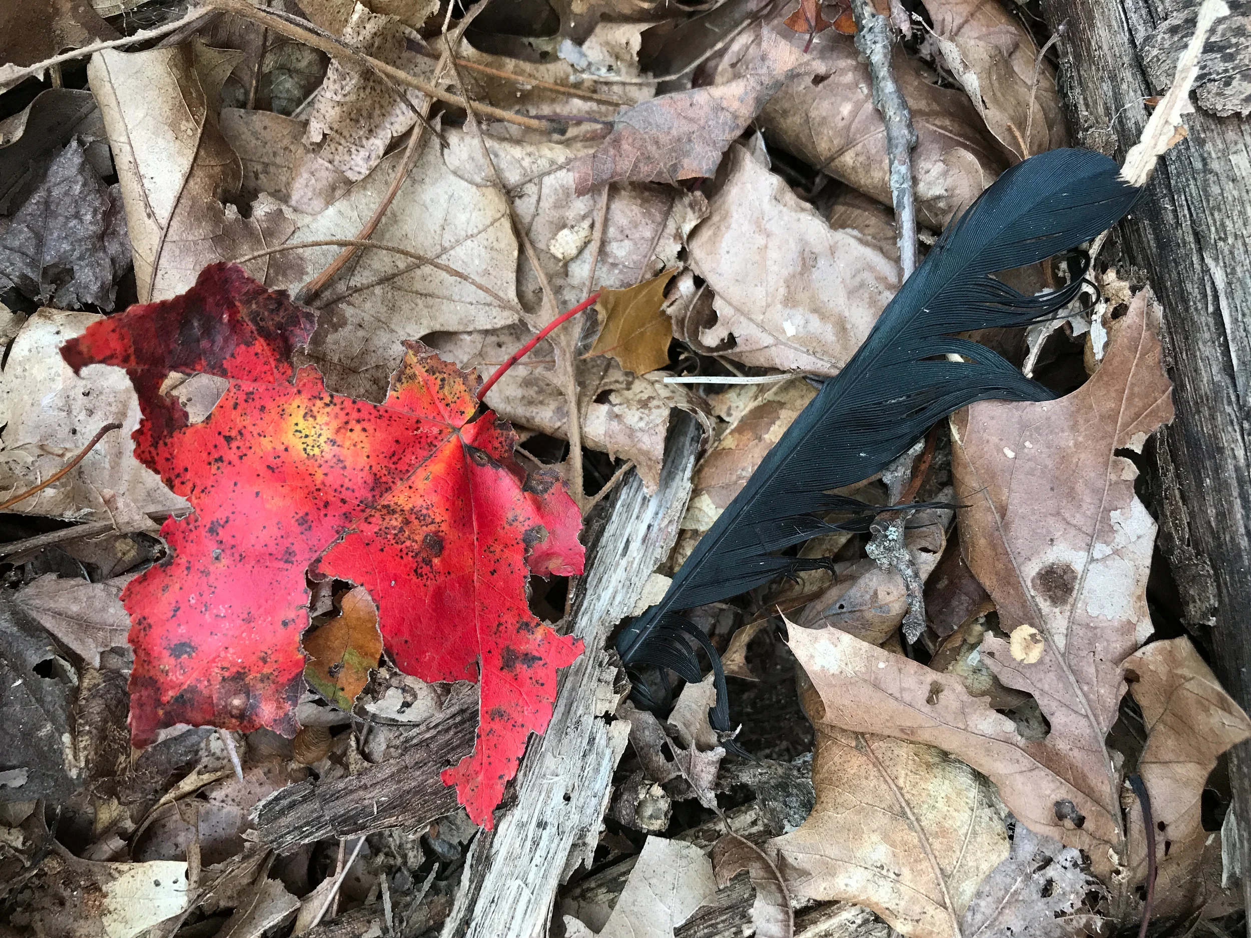 Death comes to all us. Chicken Brook Trail (Medway, Massachusetts)