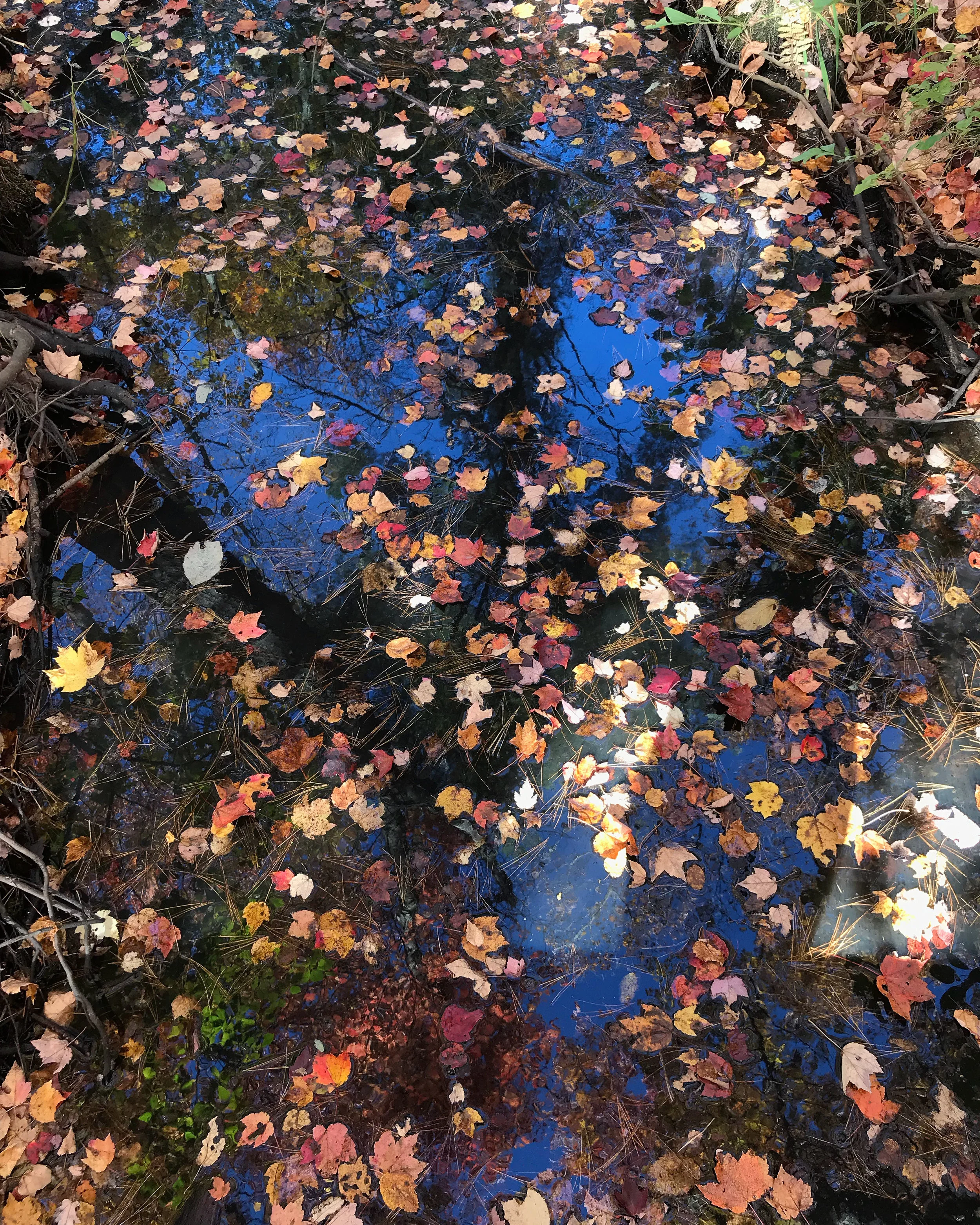 "He who fights with monsters should look to it that he himself does not become a monster. And when you gaze long into an abyss the abyss also gazes into you." Friedrich Nietzsche Chicken Brook Trail (Medway, Massachusetts)