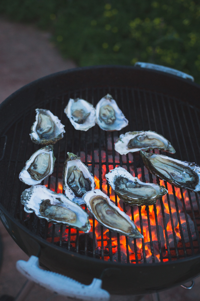 Oysters being grilled on a barbecue grill over red hot charcoal.