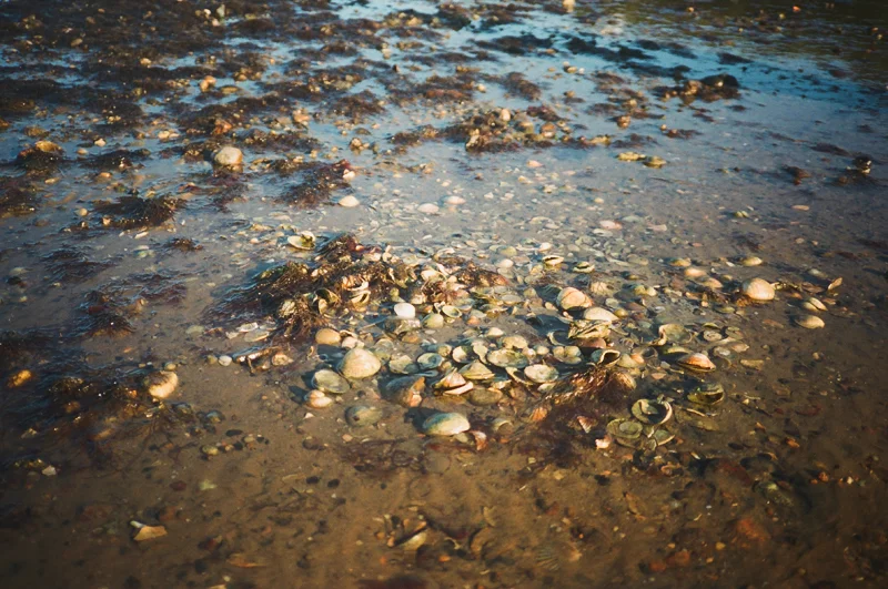 Shells scattered on the shore at low tide, with wet sand and some seaweed.